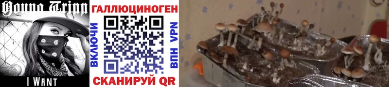Псилоцибиновые грибы MAGIC MUSHROOMS  Купить закладки  Можайск 
